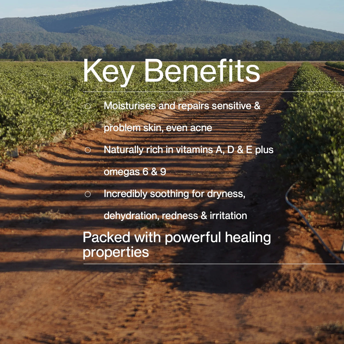 The Jojoba Company Pure Australian Jojoba